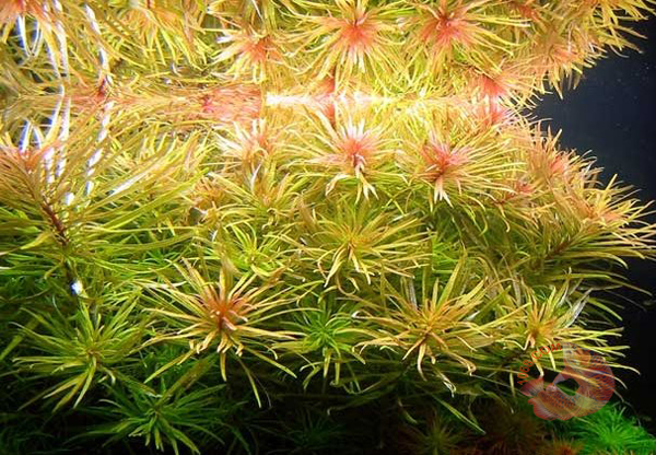 Cây Hoàng Thái Dương - có tên khoa học Ludwigia inclinata var verticillata ”Araguaia” là một loại cây thủy sinh đẹp được trồng nhiều trong các hồ thủy sinh. Cây Hoàng Thái Dương thường được tìm thấy ở các vùng châu mỹ châu Á , có hình dạng mọc thẳng.